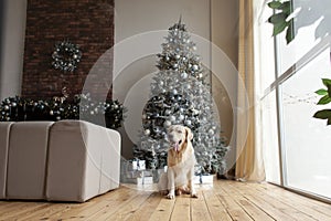 cute domestic dog sits on wooden floor in Christmas interior against the background of New Year tree