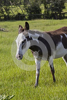 Cute domestic donkey on a farm