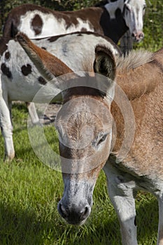 Cute domestic donkey on a farm