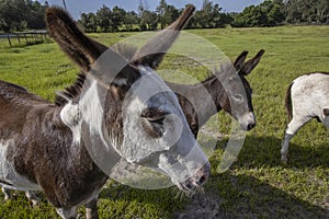 Cute domestic donkey on a farm