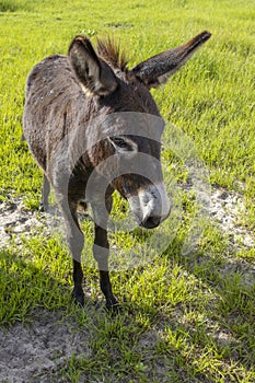 Cute domestic donkey on a farm