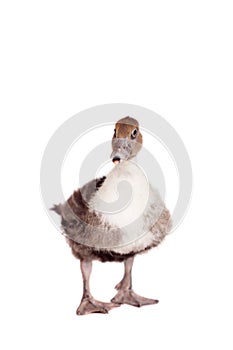 Cute domestic duckling on white