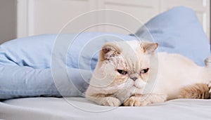 Cute domestic female cat sitting on a bed among blankets. Breed exot color red point photo