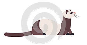 Cute domestic ferret or wild polecat. Adorable domesticated carnivorous animal isolated on white background. Small