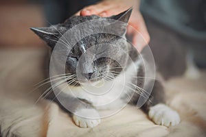 A cute domestic gray cat lies on a bed with a beige sheet and enjoys being stroked by a human hand. Pet and home comfort