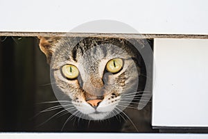 Cute domestic gray cat looking through a fence