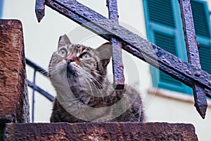 Cute domestic gray cat looking through a fence