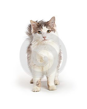Cute Domestic Medium Hair Cat
