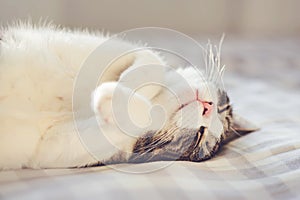 A cute domestic mongrel cat is fast asleep on the bed on a checkered sheet