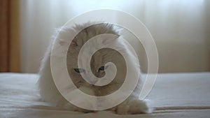 A cute domestic Persian silver chinchilla is hunting on the bed in the room in a playful mood. Cat games. The concept of