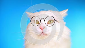 Cute domestic pet in round transparent glasses. Furry cat on blue in studio