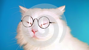 Cute domestic pet in round transparent glasses. Furry cat on blue in studio