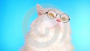 Cute domestic pet in round transparent glasses. Furry cat on blue in studio