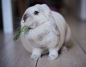 Cute domestic rabbit eats fresh dill at home