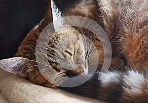 Cute domestic red cat are sleeping at home