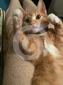 cute domestic red cat with white paws lies on hands