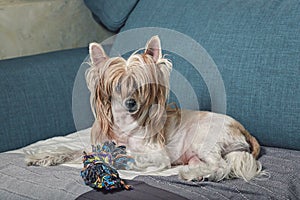 Cute domestic shaggy dog on the couch. Friendship with animals. Love and care for domestic pets. Chinese Crested dog