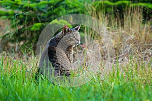 Cute domestic short-haired tabby cat with green eyes sitting on green grass. Low-angle-view, closeup.