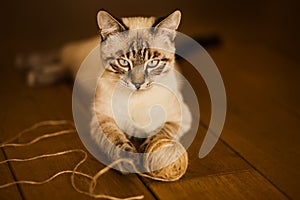A cute domestic tabby Thai kitten lies on the wooden floor and plays with a ball of hemp rope. A fun pastime for a pet with