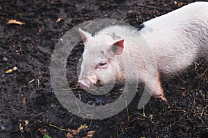 Cute domestic Vietnamese pink pig in the mud at a home mini farm. Close-up