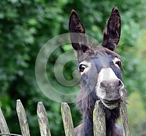 a cute donkey