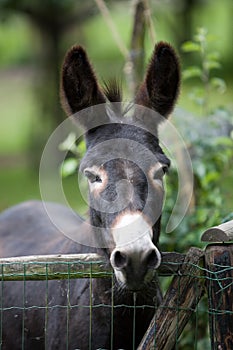 Cute donkey