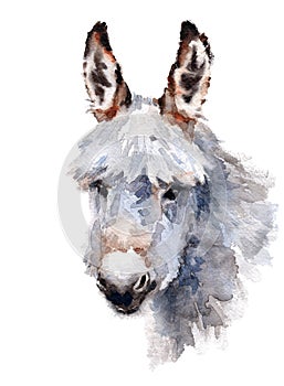 Cute Donkey hand painted watercolor illustration isolated on white background