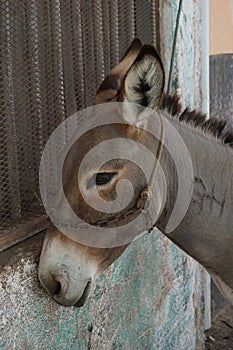Cute donkey on the island of Lamu