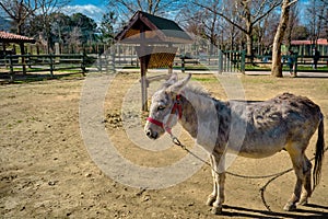 A cute donkey standing on soil in its barn covered by fences made of wooden material.