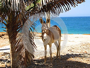 cute donkey under the palm tree