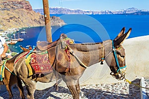 Cute donkeys down the steps to Thirasia island port Greece