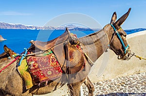 Cute donkeys up the steps to Thirasia island cliff top Greece