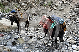 Cute donkeys used as porters in the mountains