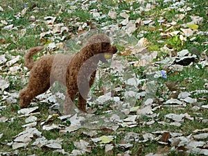 A cute doodle dog plays with a ball at the park