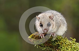 Cute dormouse