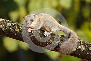 Cute Dormouse, Glis glis on the branch