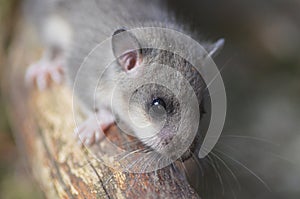 Cute dormouse