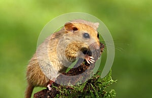 Cute dormouse