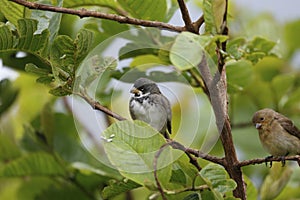 Cute Double-collared seedeaters, Serra da Mantiqueira, Atlantic Forest, Itatiaia, Brazil