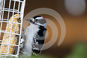 Cute Downy woodpecker is pecking suet from the feeder in spring