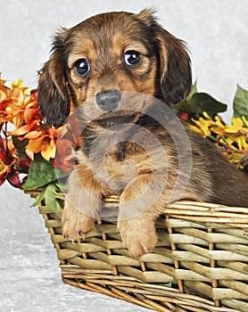 Cute Doxie Puppy