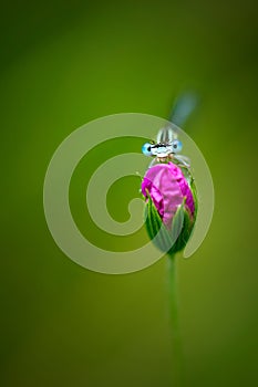 Cute dragonfly Platycnemis pennipes - White-legged Damselfly