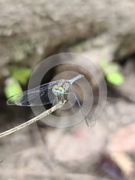 Cute Dragonfly reall image.