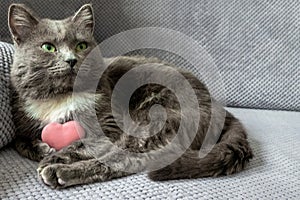 cute dreamy domestic cat with grey fur and green eyes is sitting on sofa, pet holds pink heart toy, happy valentines day my love