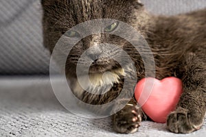 cute dreamy domestic cat with grey fur and green eyes is sitting on sofa, pet holds pink heart toy, happy valentines day my love