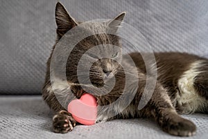 cute dreamy domestic cat with grey fur and green eyes is sitting on sofa, pet holds pink heart toy, happy valentines day my love