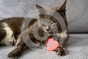 cute dreamy domestic cat with grey fur and green eyes is sitting on sofa, pet holds pink heart toy, happy valentines day my love
