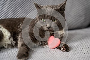 cute dreamy domestic cat with grey fur and green eyes is sitting on sofa, pet holds pink heart toy, happy valentines day my love