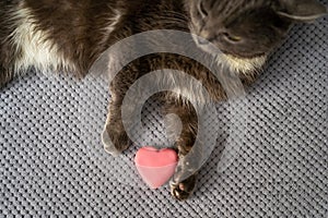 cute dreamy domestic cat with grey fur and green eyes is sitting on sofa, pet holds pink heart toy, happy valentines day my love