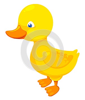 Cute duck